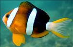 Clark's Anemone fish